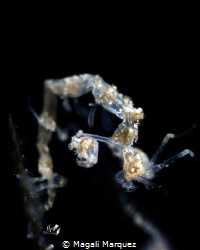 Skeleton Shrimp (Caprellidae) by Magali Marquez 